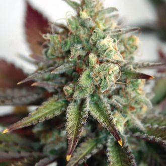 Critical 2.0 XL Auto (Garden of Green) Feminiserede