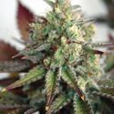 Critical 2.0 XL Auto (Garden of Green) Feminiserede