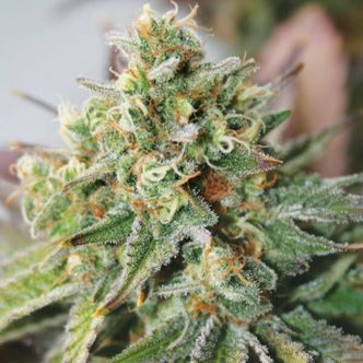 Critical XXL Auto (Garden of Green) feminiserede