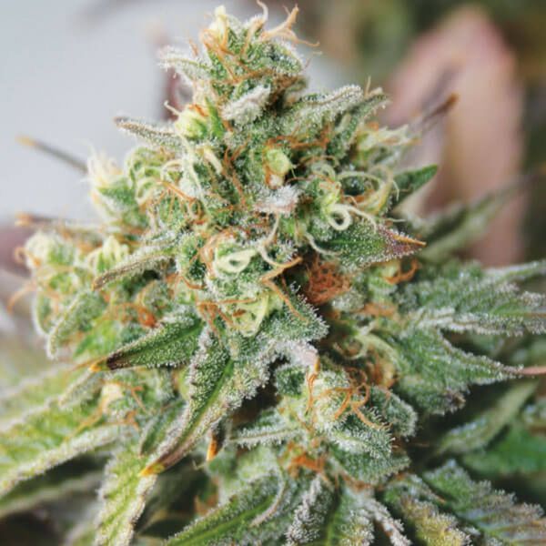 Critical XXL Auto (Garden of Green) Feminiserede