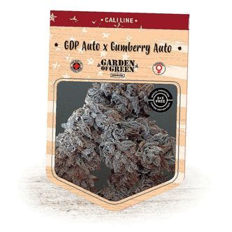 GDP Auto x Gumberry Auto (Garden of Green) feminiserede