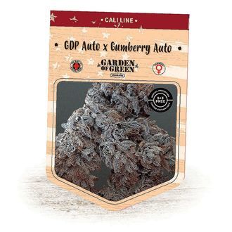 GDP Auto x Gumberry Auto (Garden of Green) Feminiserede