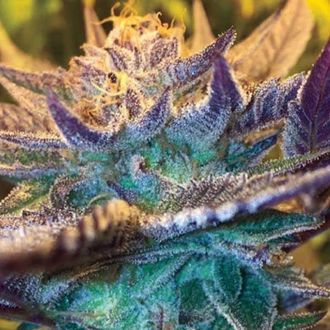 Girl Scout Cookies Auto (Garden of Green) Feminiserede