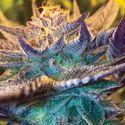 Girl Scout Cookies Auto (Garden of Green) Feminiserede