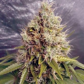 Kush Mass Auto (Garden of Green) Feminiserede