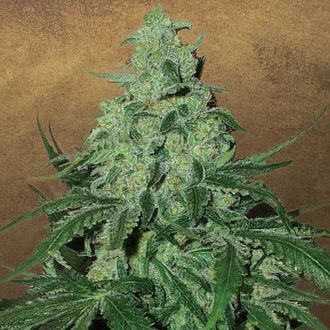Super Skunk Auto (Garden of Green) Feminiserede