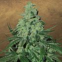 Super Skunk Auto (Garden of Green) Feminiserede