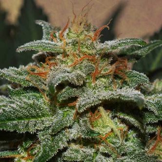 Sweetberry Cough Auto (Garden of Green) feminiserede cannabisfr&oslash;
