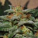 Sweetberry Cough Auto (Garden of Green) Feminiserede