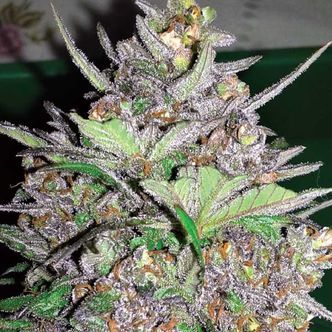 Violet Kush Auto (Garden of Green) feminiserede cannabisfr&oslash;