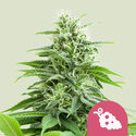 Fruit Spirit (Royal Queen Seeds) Feminiserede