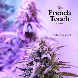 Respeto (French Touch Seeds) feminiserede