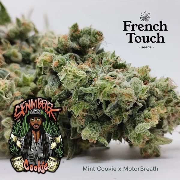 Senmbelek Cookie (French Touch Seeds) Feminiserede