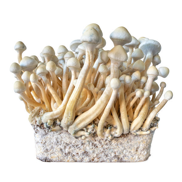 Rusty Whyte væskekulturssprøjte (Acid Shroomz)