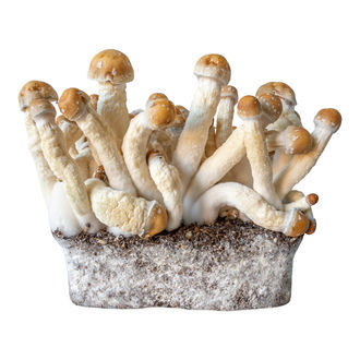 Penis Envy væskekulturssprøjte (Acid Shroomz)