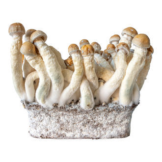 Penis Envy væskekulturssprøjte (Acid Shroomz)