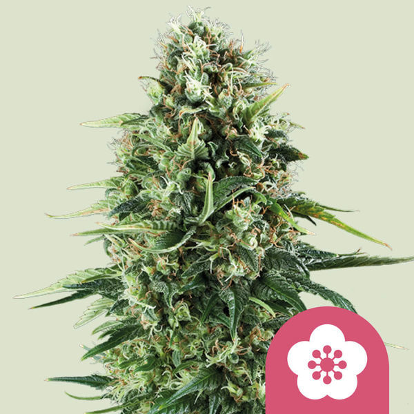 Power Flower (Royal Queen Seeds) Feminiserede