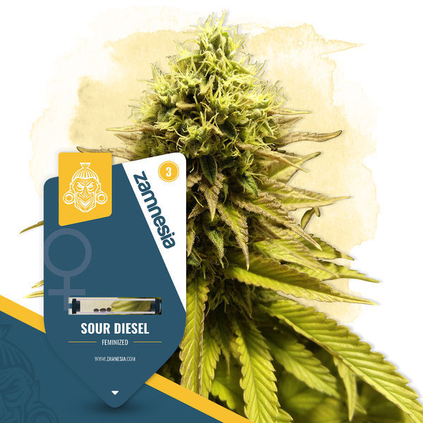 Terpene Dream-pakke - Feminiserede sorter