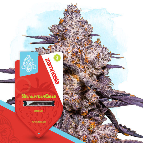 Terpene Dream-pakke - Feminiserede sorter