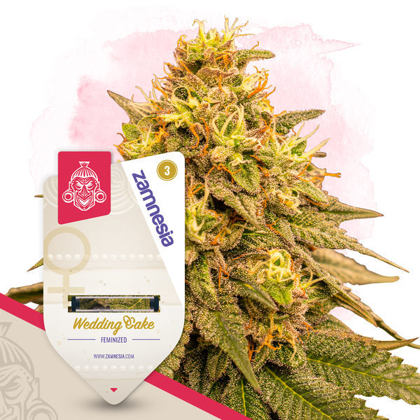 Kings of Kush-pakke - Feminiserede sorter