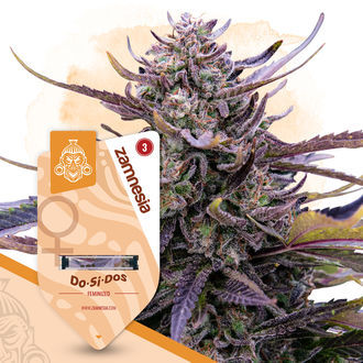 Kings of Kush-pakke - Feminiserede sorter