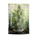 Kings of Kush-pakke - Feminiserede sorter