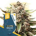 Super THC-pakke - Feminiserede sorter