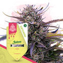 Super THC-pakke - Feminiserede sorter