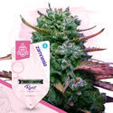 Super THC-pakke - Feminiserede sorter