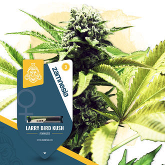 Super THC-pakke - Feminiserede sorter