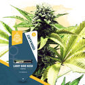 Super THC-pakke - Feminiserede sorter