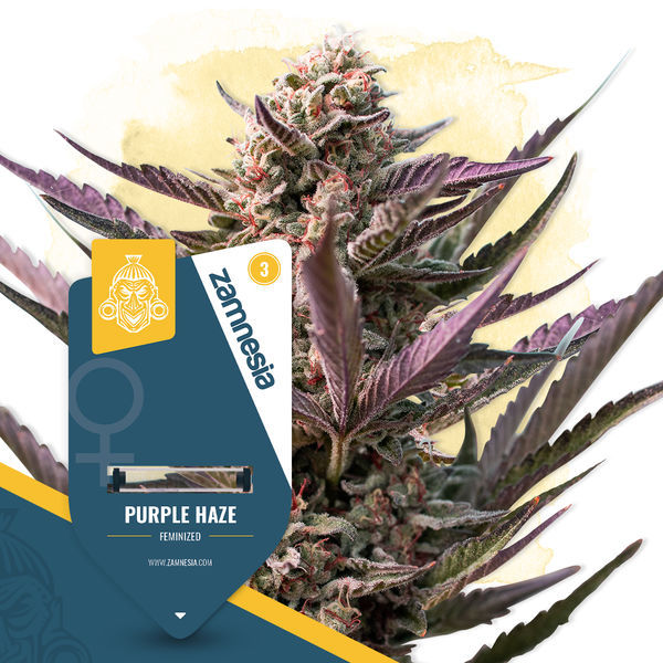 Praise the Haze-pakke – Feminiserede sorter