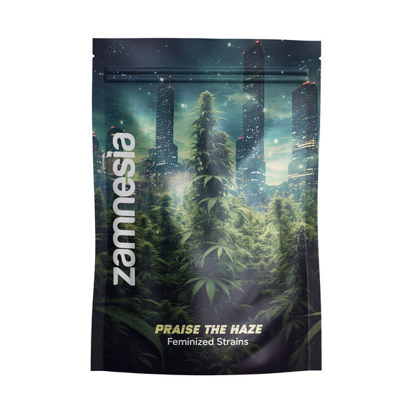 Praise the Haze-pakke – Feminiserede sorter