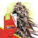 Frugtagtig pakke - Autoflower sorter