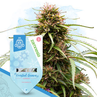 Frugtagtig pakke - Autoflower sorter