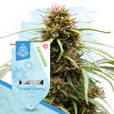Frugtagtig pakke - Autoflower sorter