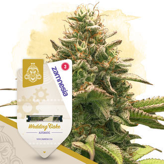 Caramel Cake-pakke - Autoflower sorter