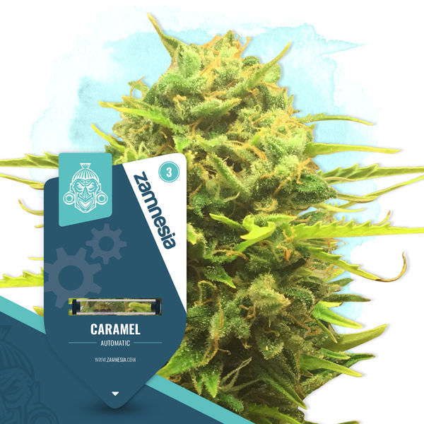 Caramel Cake-pakke - Autoflower sorter