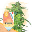 Pakke med hurtige resultater - Autoflower-sorter