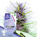 Pakke med hurtige resultater - Autoflower-sorter