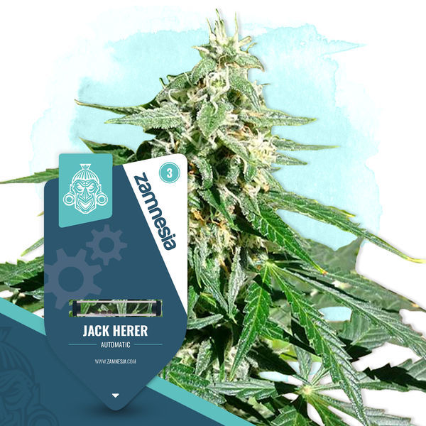 Coffeeshop classics-pakke - Autoflower sorter