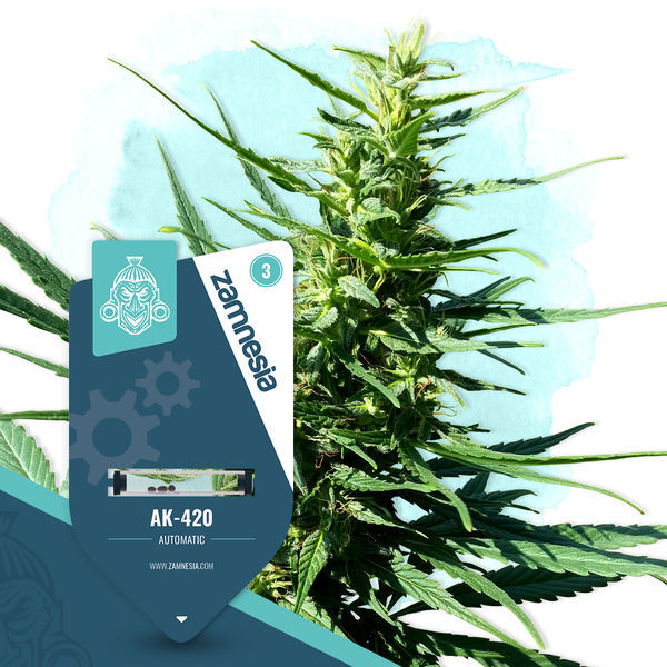 Coffeeshop classics-pakke - Autoflower sorter