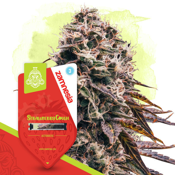 Terpendrøm-pakke - Autoflower sorter