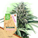 Farverig havepakke - Autoflower sorter