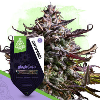 Kings of Kush-pakke - Autoflower sorter