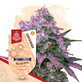 Kings of Kush-pakke - Autoflower sorter