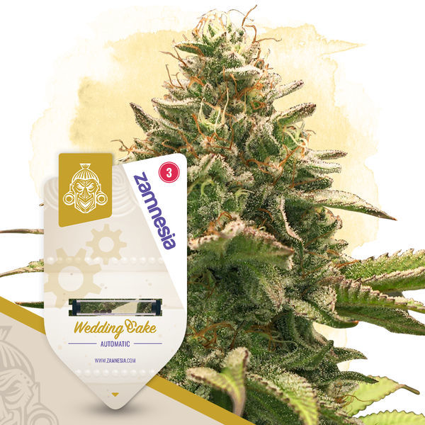 Super THC-pakke - Autoflower sorter