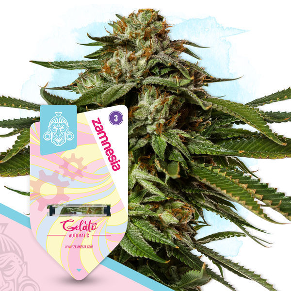 Super THC-pakke - Autoflower sorter