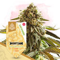 Super THC-pakke - Autoflower sorter