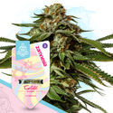Sugar Rush-pakke - Autoflower sorter